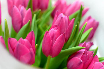 Delicate pink tulip flowers with green stems, close up shot