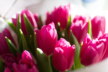 Delicate pink tulip flowers with green stems, close up shot