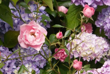 Focus on pink rose surrounded by rose buds and background of Hydrangea flowers and leaves.