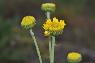 Naklejka premium Dandelion Delight