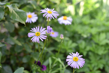 flowers of blue chamomile. purple meadow flowers. big chamomile in the garden, in the flowerbed. close-up. beautiful chamomile on a blurred background. yellow-blue flower, for a holiday
