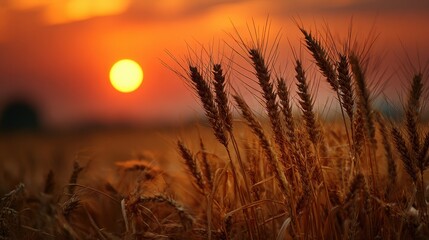 Fototapeta premium Serene Sunset Over Wheatfield: A Warm Embrace of Nature's Harvested Grain Landscape