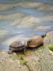 Funny turtles playing in natural environment in Marina Bay in downtown of Singapore in a middle of a city