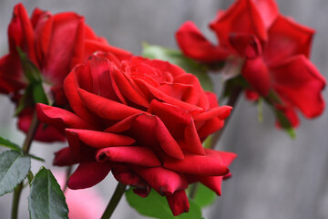 Red rose flower background. Red roses on a bush in the garden, close-up. Red rose flower, beautiful tender in the flowerbed. Red Rose, magic, Plant care, landscaping, holiday gift for a girl