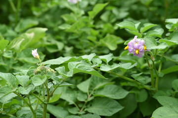 potato flower, flowering season. plant leaves. New potato Leafs, Agriculture and organic food. farmland, agricultural business, good harvest. vegetables in the garden close-up. planted field