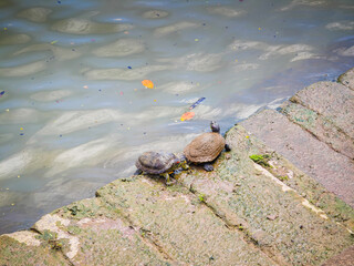 Funny turtles playing in natural environment in Marina Bay in downtown of Singapore in a middle of a city