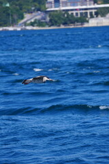 Fototapeta premium sea and bird