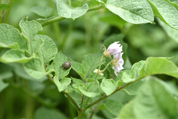 Leptinotarsa decemlineata. Colorado bug potato. flowering potato and striped beetle pest, danger to crops. a species of insect from the family of leaf beetles sits on green potato leaves. close-up