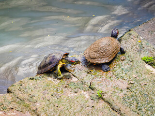 Funny turtles playing in natural environment in Marina Bay in downtown of Singapore in a middle of a city