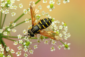 a light-footed spider on flowers