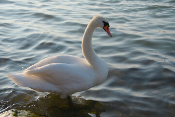 white swan stands on the shore of a lake against the background of water