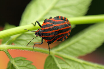 Graphosoma insect on a stick