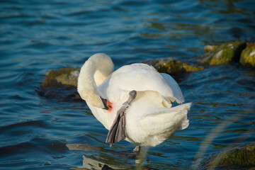 swan standing on one leg scratches its side with its beak against the background of the blue water...