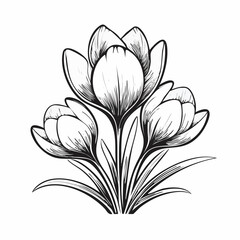 Spring Crocus Flower Image Vector Isolated on white Background