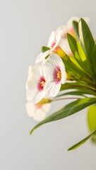 Obraz premium Explore the beauty of euphorbia milii flowers white pink nature photography macro shot