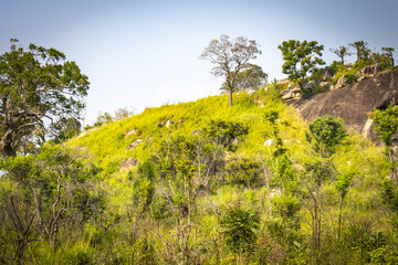 Fototapeta premium minneriya nationalpark, minneriya, elephant safari, elephants, sri lanka, ceylon