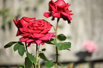 pink rose flower background. Red roses on a bush in the garden, close-up. bouquet of flowers. beauty of nature, delicate flowers, bouquet of roses as a gift. symbol of love. rose garden