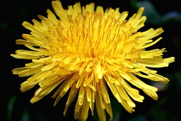 Yellow flower on dark background