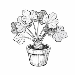 Mandrake plant in the pot Vector Images isolated on white background.