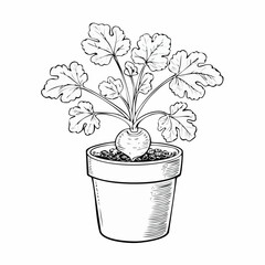 Mandrake plant in the pot Vector Images isolated on white background.