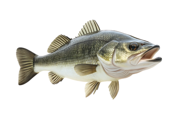 Large mouth bass fish isolated on a transparent background