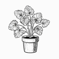 Mandrake plant in the pot Vector Images isolated on white background.