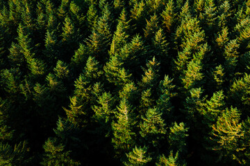 Aerial top-down shot of pine forest in Wicklow on a sunny day