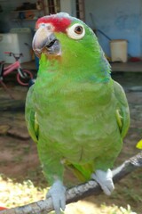 Red-Fronted Amazon Parrot: Vibrant Tropical Bird in Its Environment