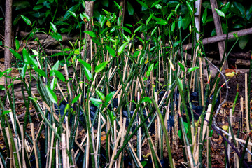 A bunch of young mangroves in the garden ready to be planted