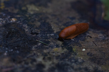 A red slug slowly crawls across a damp log in a dense forest, close-up showing the complex texture...