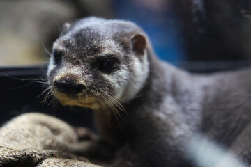 Obraz premium カワウソ