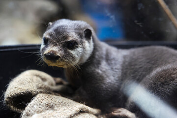 カワウソ