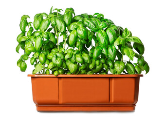 large green basil bush in a large flower pot on a white background