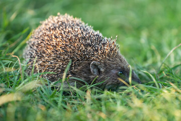 Wild hedgehog in green grass outdoors on a summer day