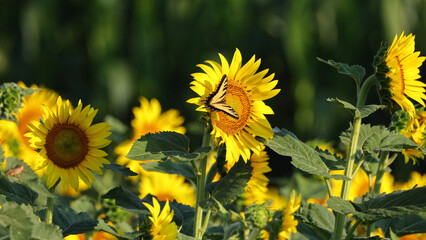 Giant sunflowers with yellow swallow-tailed butterfly and bees. 