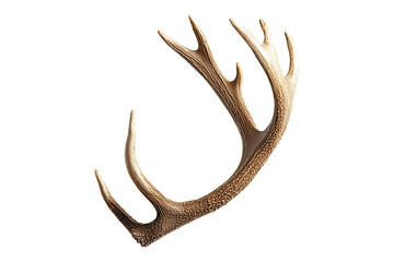 Large antler isolated on a transparent background