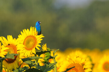 Indigo bunting deep blue bird perched atop sunflower in sunflower field in full bloom. 