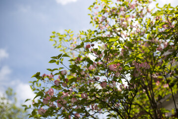 pink flowers in tree with blue sky