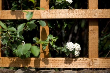 white flowers against wood trellis