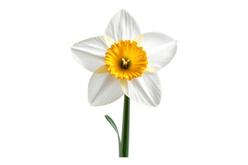 White and yellow daffodil flower isolated on a transparent background