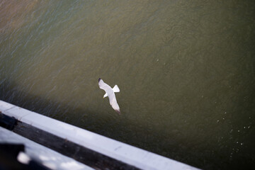 seagull flying under bridge