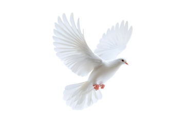 white dove flying isolated on a transparent background