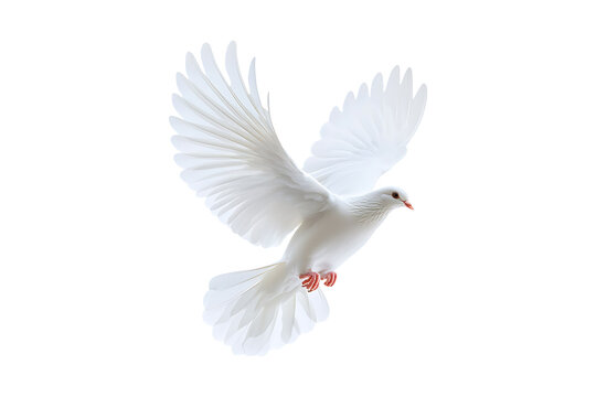 white dove flying isolated on a transparent background