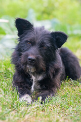 Portrait of a homeless black dog lying in the grass