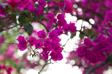 purple flowers in india