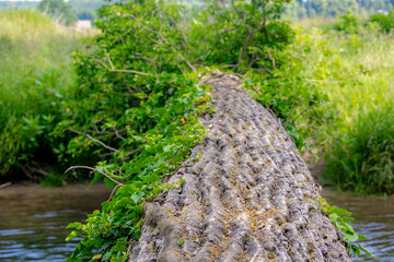 Tree log lend down crossing river in Valkenburg aan de Geul, The Geul is a river in Belgium and in...