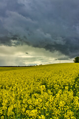Wonderful landscape of yellow rapeseed flowers under a storm, with bright light at the horizon: high contrast for a charming view.