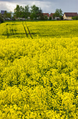 View of the yellow fields of colza: rapeseed flowers blossoming till uphill, where the farmer lives.