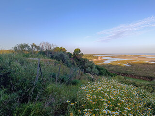 Wild flowers and vegetation on hill with water of Ria Formosa on the horizon, Cacela Velha -...
