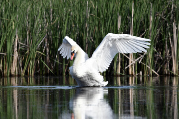 White mute swan with opened wings in the water on a sunny day. White mute swan close up with water splashes. beauty in nature, wild bird swimming on the river. spring season, summer time